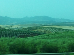 See the Olive Groves