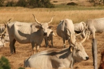  Hungarian Steppe Cattle